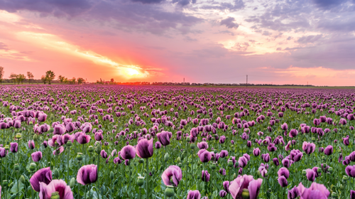 pvc-wanddoek-bloemenveld