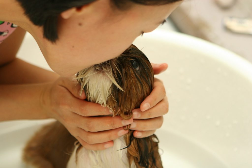 dog, puppy, bath-237193.jpg